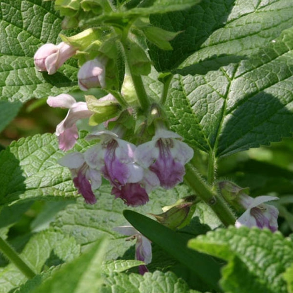 Mélisse sauvage 'royal velvet distinction' godet de 8/9 cm