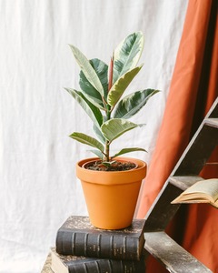 Ficus elastica tineke - hauteur 45 cm