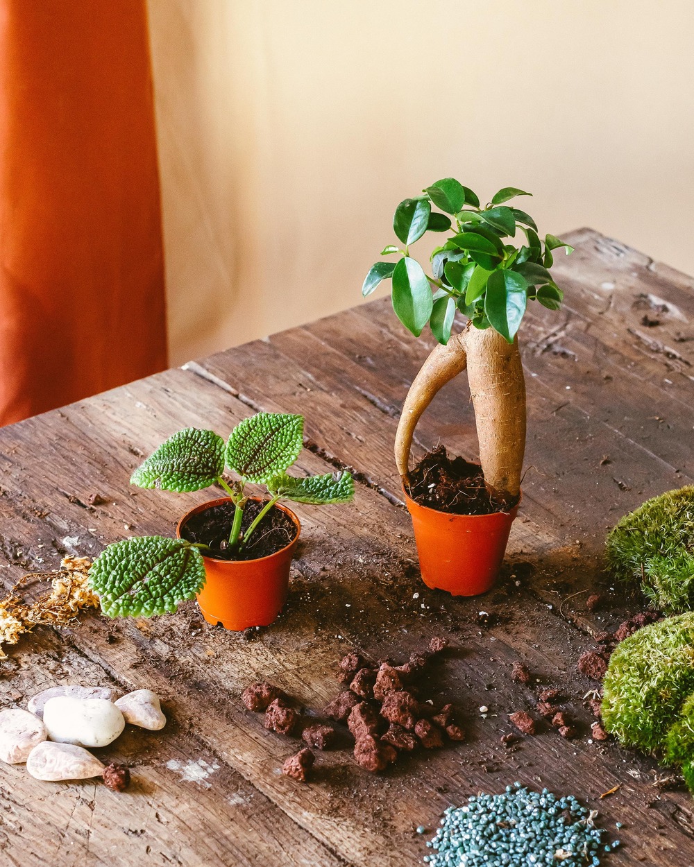 Kit terrarium diy 2 plantes Truffaut