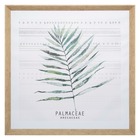 Toile imprimée / cadre feuille palmaceae