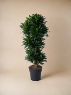 Plante d'intérieur - dracaena compacta 140cm