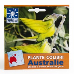 Sachet graines exotiques - plante colibri