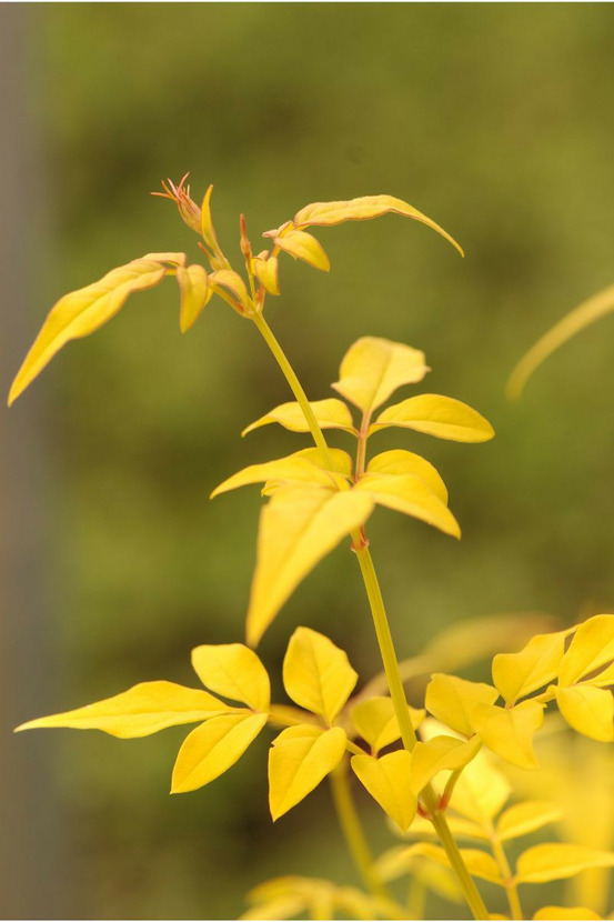 Jasmin officinal aureovariegatum' - en pot de 3 litres