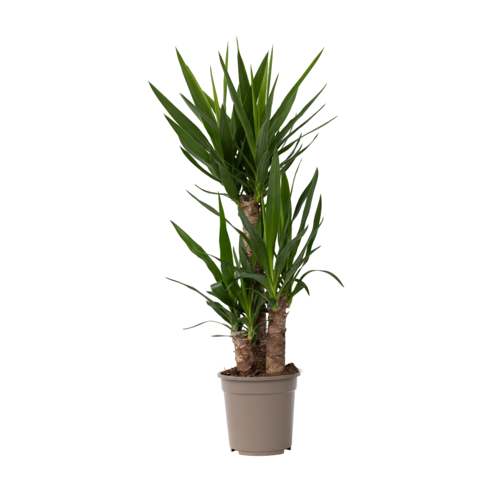 Pied d'éléphant - yucca elephantipes - hauteur 70-80cm - ⌀21cm