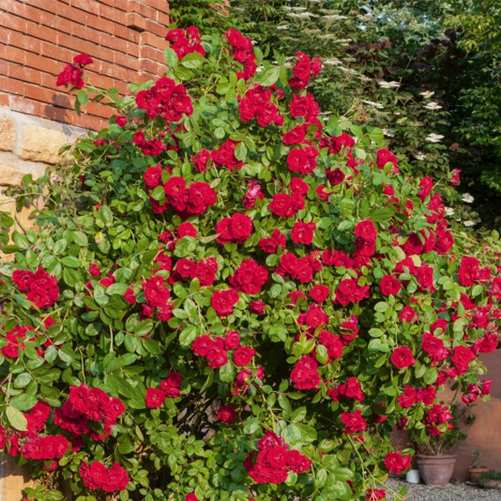 Rosier grimpant rouge - la pièce en racine nue / 2 branches, vendu par lot de 6