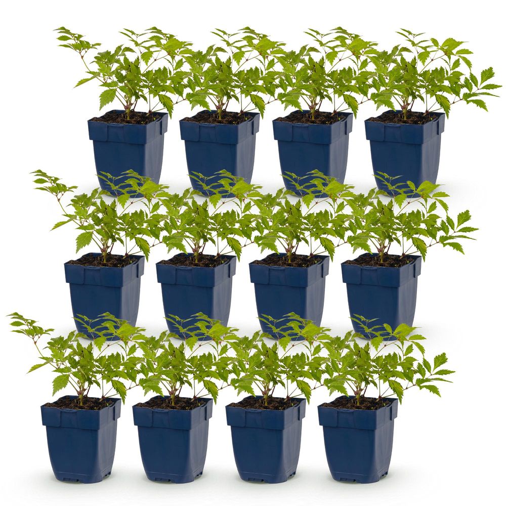 Astilbe deutschland - 12 plants - h 15-25 cm, pot ø11 cm