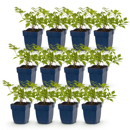 Astilbe deutschland - 12 plants - h 15-25 cm, pot ø11 cm
