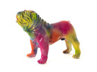 Bulldog usa rainbow m