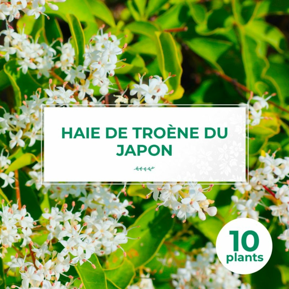 10 troène du japon (ligustrum japonicum) - haie de troène du japon