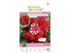 Dahlia assortiment tons rouges i x 3 bulbes fleurs de france
