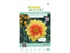 Dahlia nain simple jardin des plantes de paris i x 1 bulbe fleurs de france
