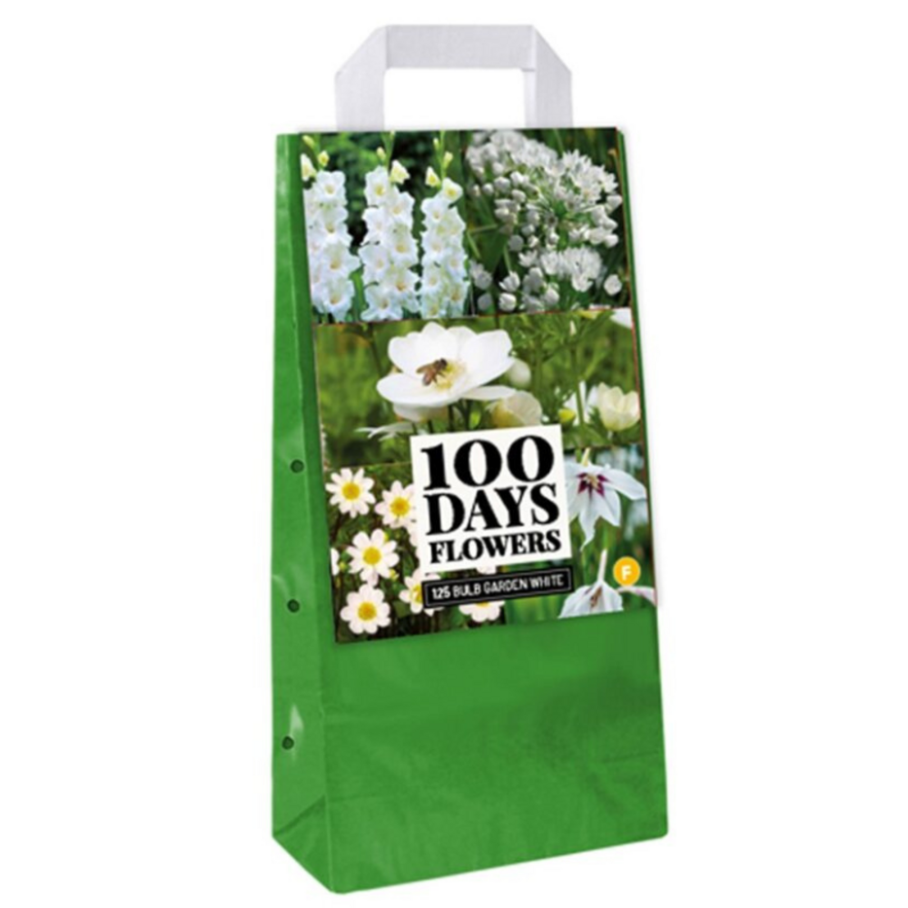 125 bulbes à planter fleurs blanches