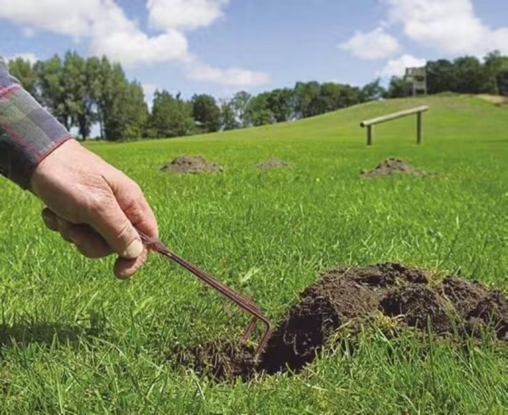 Piège à taupes &campagnols mole trap - 4,5 x 15 cm - lot de 2