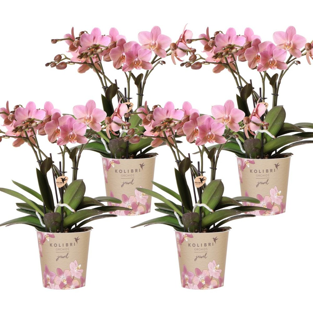 Pack de 4 orchidées treviso – vieux rose – plante d'intérieur fleurie cm - plante d'intérieur