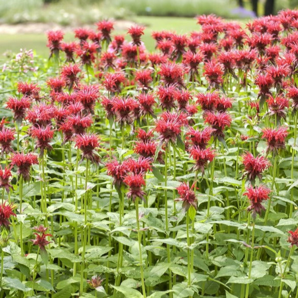 Monarde cambridge scarlet - le pot / ø 9cm