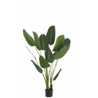 Strelitzia plastique vert medium
