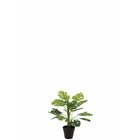 Philodendron en pot en plastique vert 15x15x54 cm