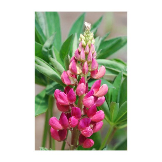 Lupin 'legendary red shades' - pot de 3 litres