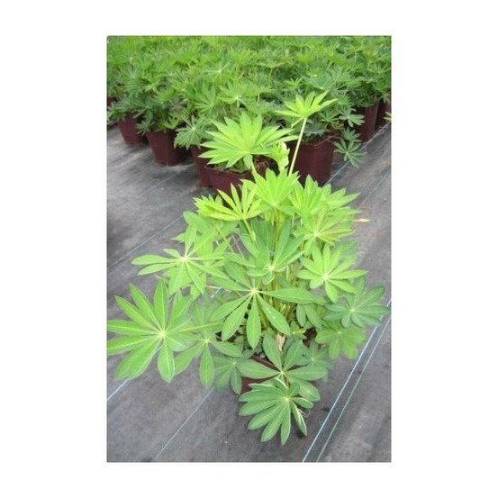 Lupin 'legendary blue shades' - pot de 3 litres