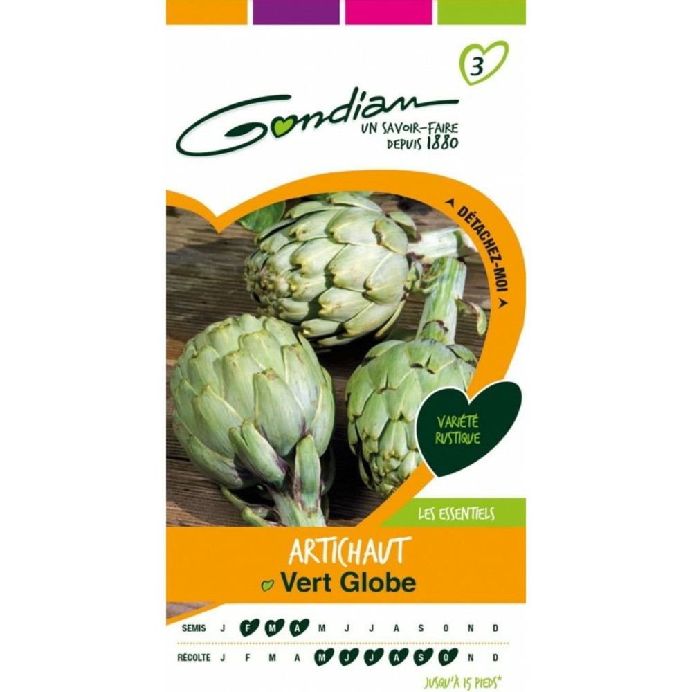 Artichaut vert globe