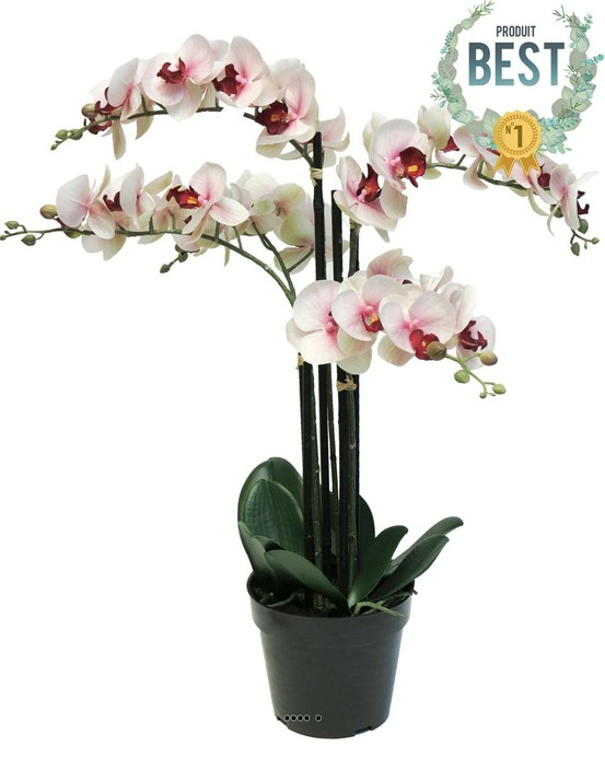 ORCHIDEE PHALAENOPSIS ART 18-(939539)