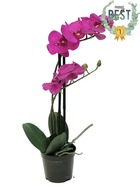 Orchidée phalaenopsis factice top qualité & pot h50cm rose fushia-best - dimhaut