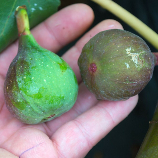 Figuier noir de bellone, ficus carica pot de 7,5l - 60/80 cm