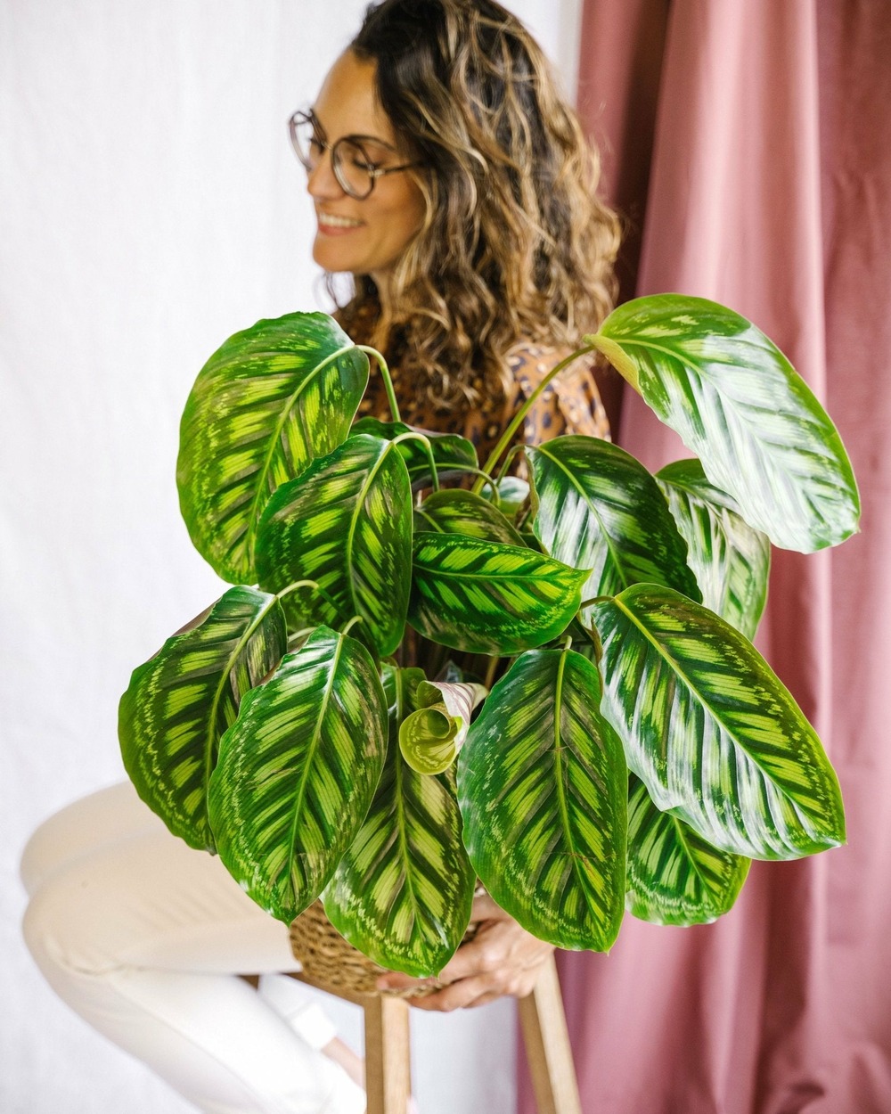 Calathea flamestar 75cm - plante d'intérieur