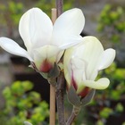 Magnolia 'sunrise' - 3l