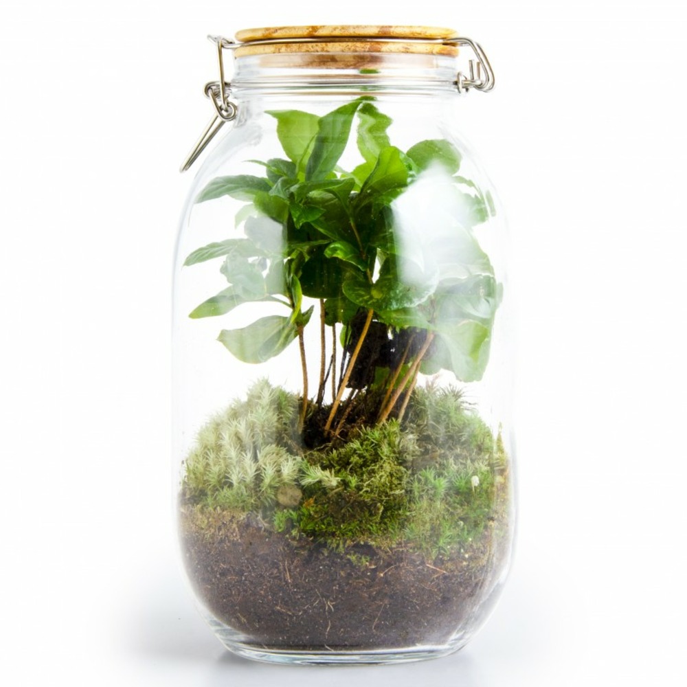 Terrarium caféier avec mousse 3l couvercle bois Truffaut