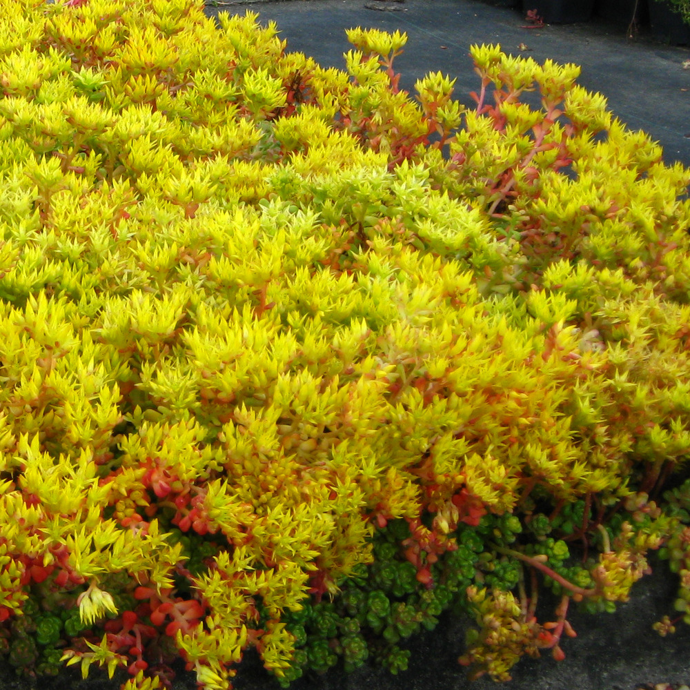 Orpin de l'oregon godet de 8/9 cm