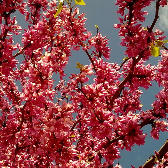 Cercis du canada appalachian red, arbre de judée, gainier du canada pot de 15l - baliveau