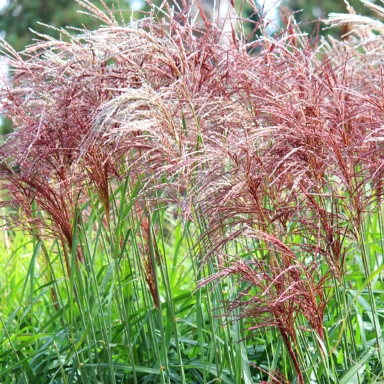 Roseau de chine red chief - miscanthus sinensis red chief 100/120 cm pot 7,5l