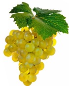 Vigne muscat blanc birstaler - pot 1.5 litre