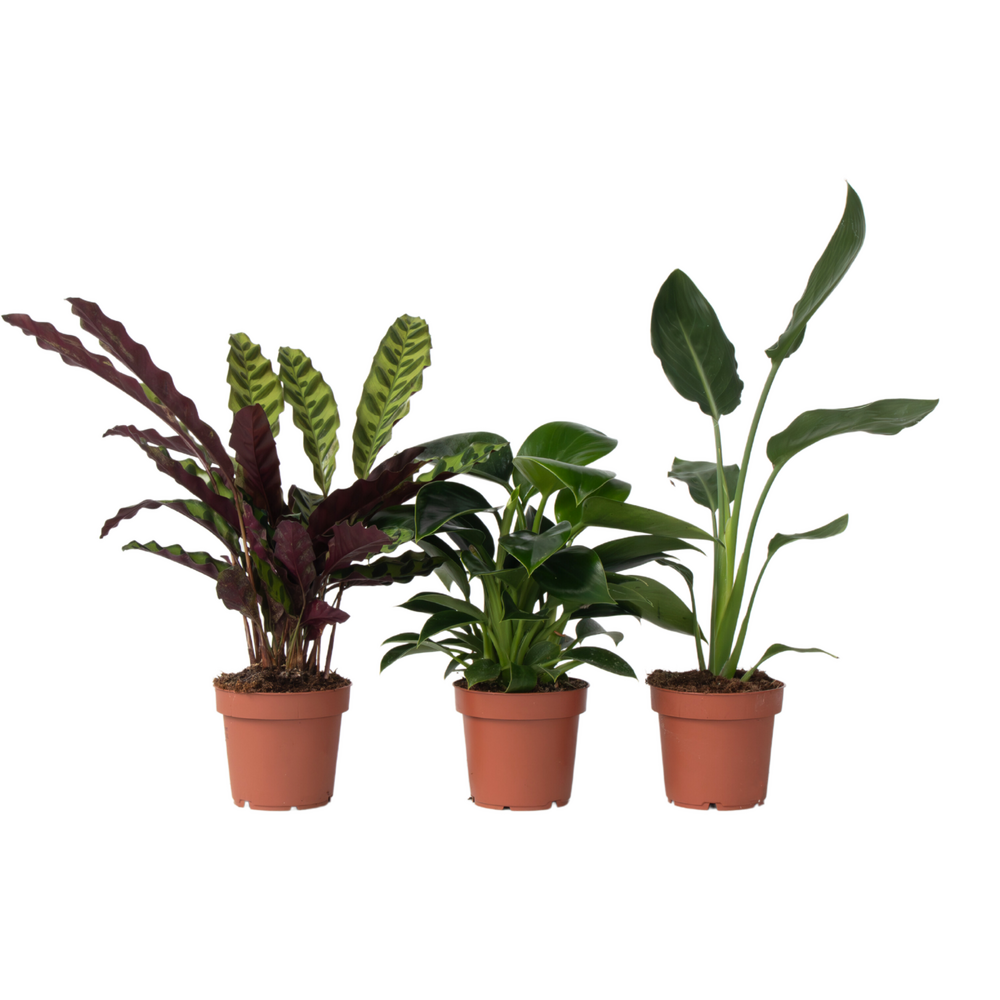 Mélange de plantes vertes d'intérieur - set de 3 - hauteur 25-40cm - ⌀12cm