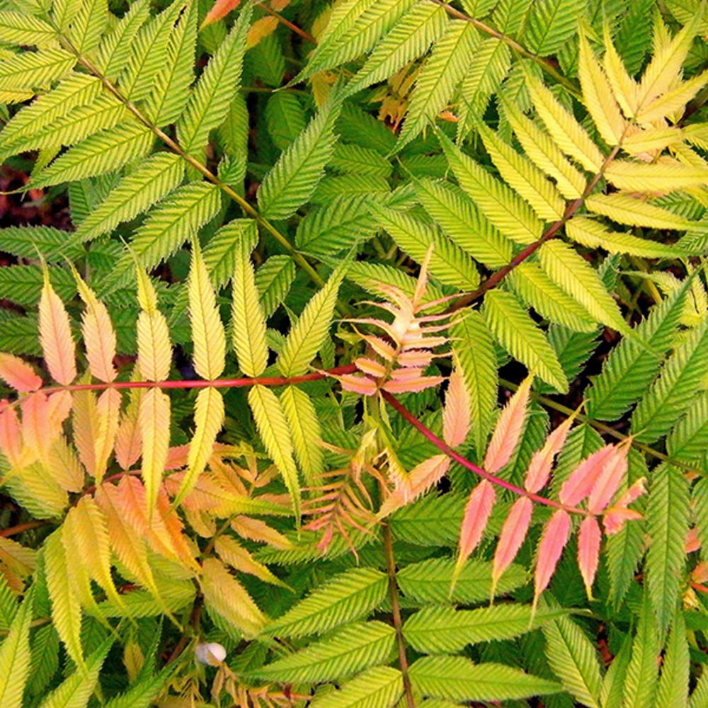 Sorbaria sorbifolia 'sem'® pot de 7,5l/10l
