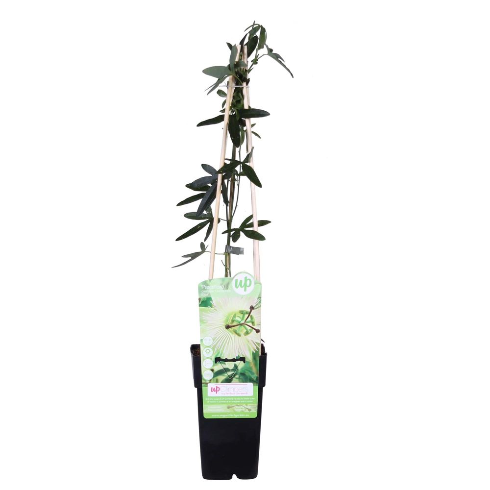 Passiflora blanche caerulea 'constance elliot' - h65 cm - ø15 cm - plante d'extérieur