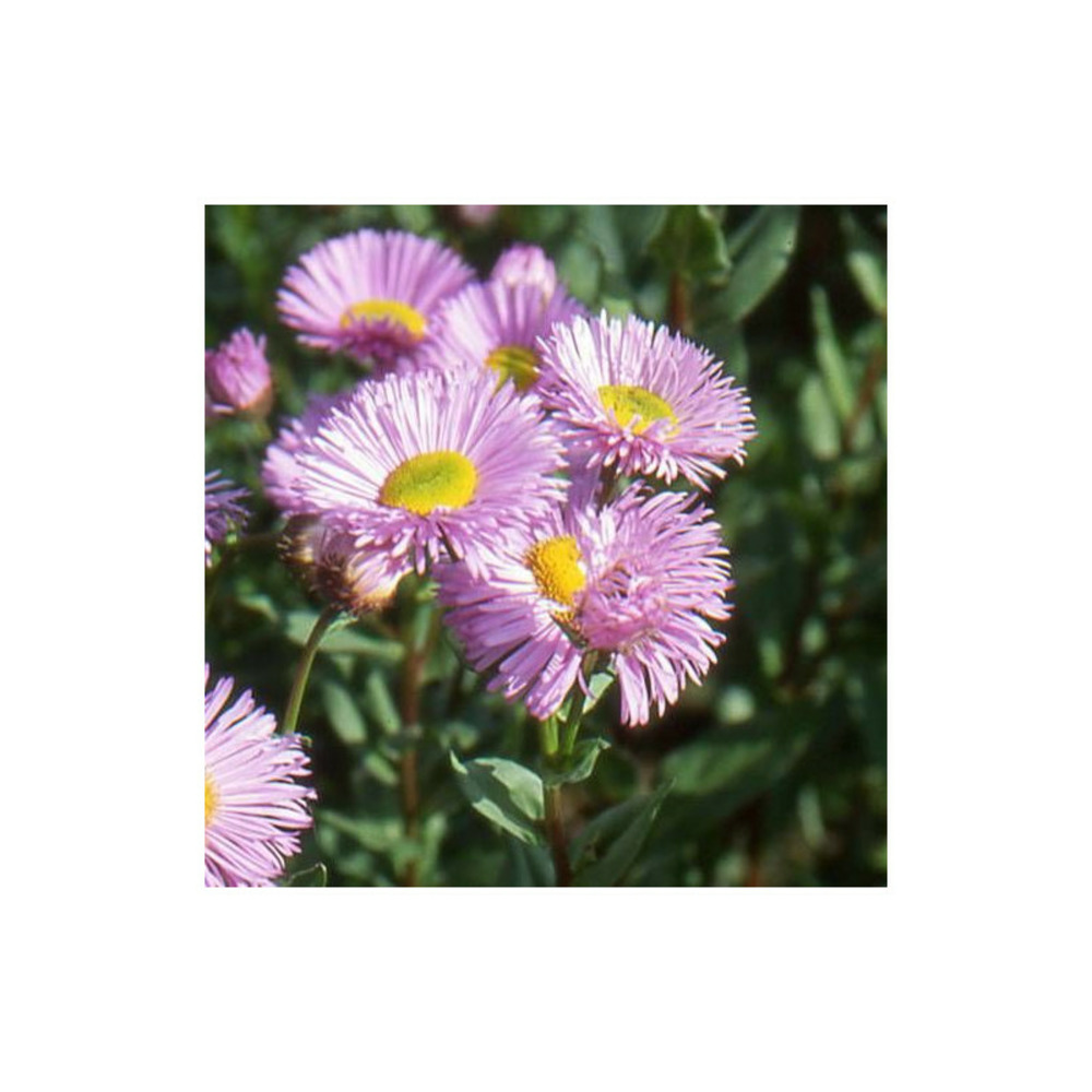 Vergerette rosa jewel lot de 5 godets