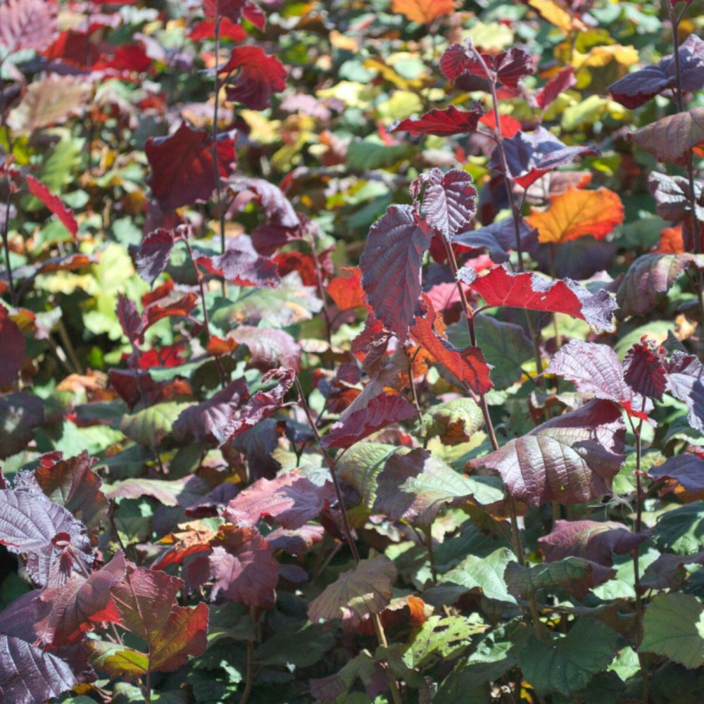 Noisetier maxima purpurea, noisetier pourpre pot de 5l - 40/80 cm