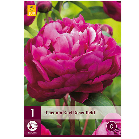 1 pivoine karl rosenfield rose