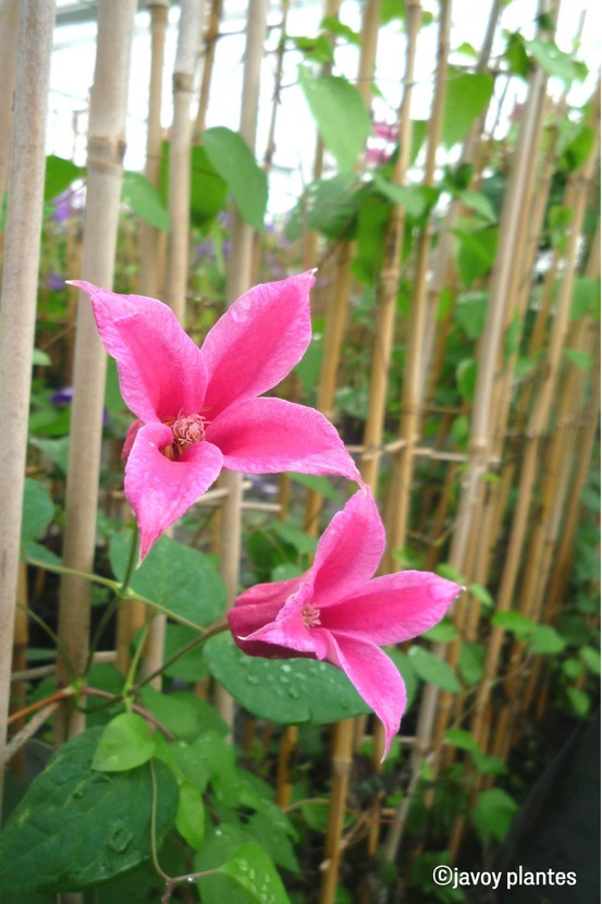 Clématite 'princess diana' - en pot de 3 litres