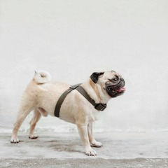Mellem - harnais chien en 8, réglable et imperméable., kaki, 100-119x2,5cm