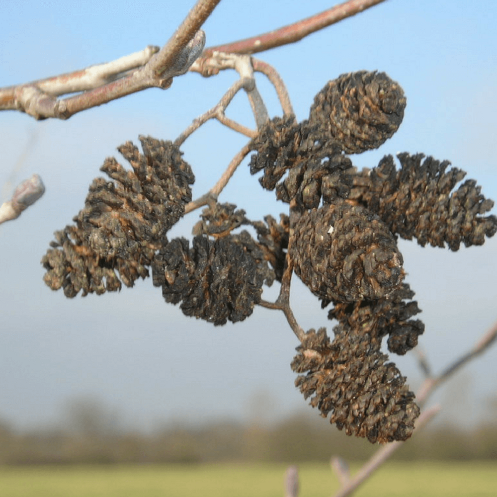 Aulne glutineux (Alnus Glutinosa)