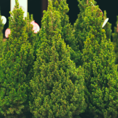 Sapin de noel nordman pot 80/100cm