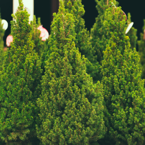 Sapin de noel nordman pot 80/100cm