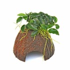 Anubias nana bonsaï sur coco