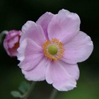 2 anémones 'königin charlotte' (anemone hybrida 'königin charlotte') - vendu par 2 - lot de 2 godets
