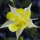 2 ancolies chrysanta 'yellow queen' (aquilegia chrysanta 'yellow queen') - vendu par 2 - lot de 2 godets