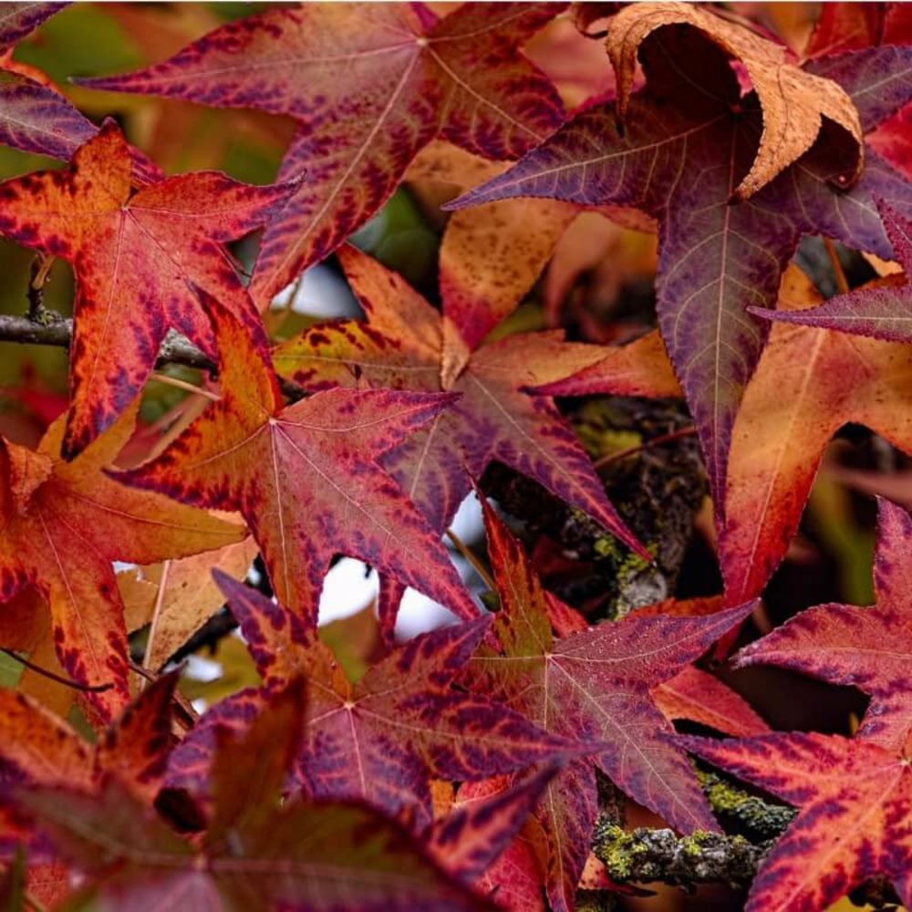 Copalme ou Liquidambar