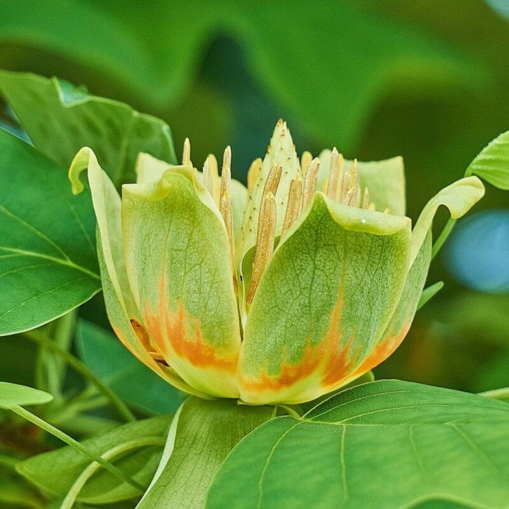 Tulipier de Virginie Liriodendron Tulipifera